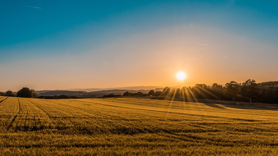brown-field-near-tree-during-daytime-syffw0lnr7s