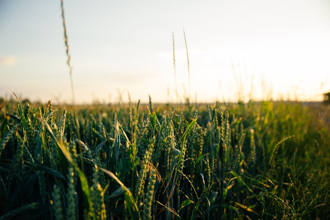 green-wheat-field-during-daytime-pinf3c4tvia